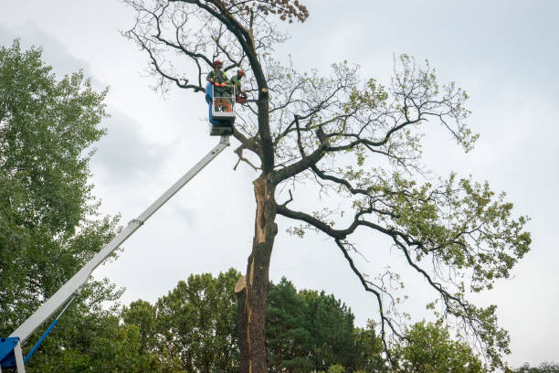 Best Arborist Consultation Services  in Valdese, NC