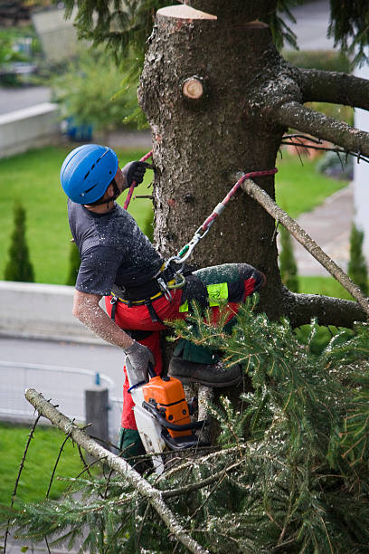 Best Tree Disease Treatment  in Valdese, NC