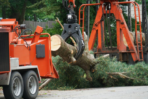 Best Fruit Tree Pruning  in Valdese, NC